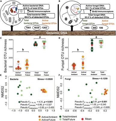 Targeting the Active Rhizosphere Microbiome of Trifolium pratense in Grassland Evidences a Stronger-Than-Expected Belowground Biodiversity-Ecosystem Functioning Link